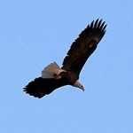 Bald Eagle & Wildlife Tours