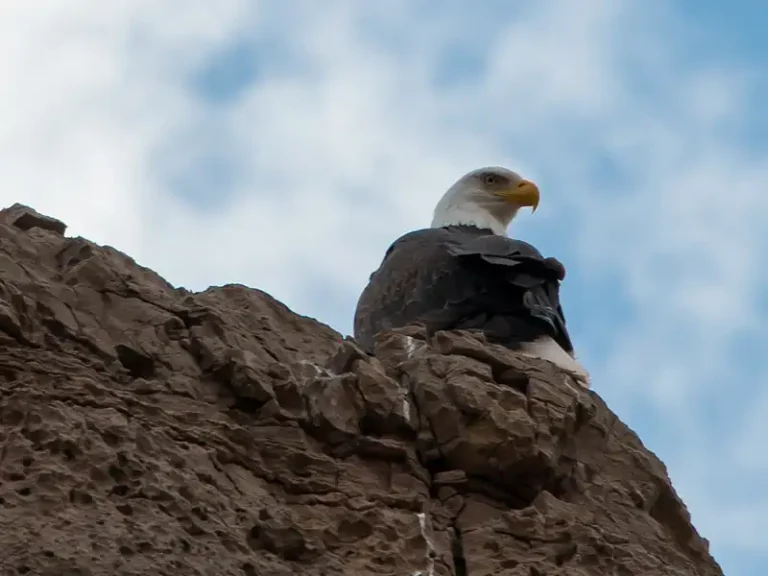 Bald Eagle by Marcel Bruttger Winter Train Rides Verde Canyon Railroad Seasons