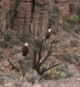 Eagle Watch Verde Canyon Railroad Two Bald Eagles